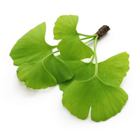 Ginkgo Biloba
